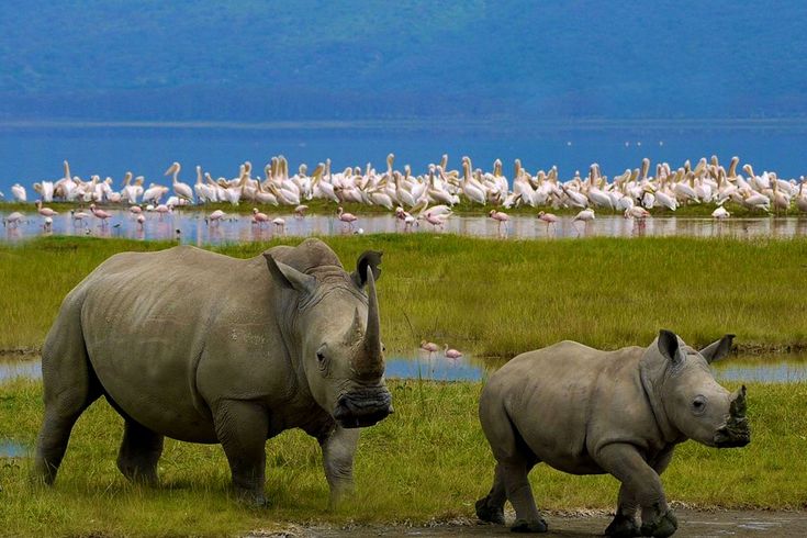 Rhinos at Lake Nakuru
